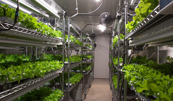 Trusscore wall and ceiling panels in an agricultural building